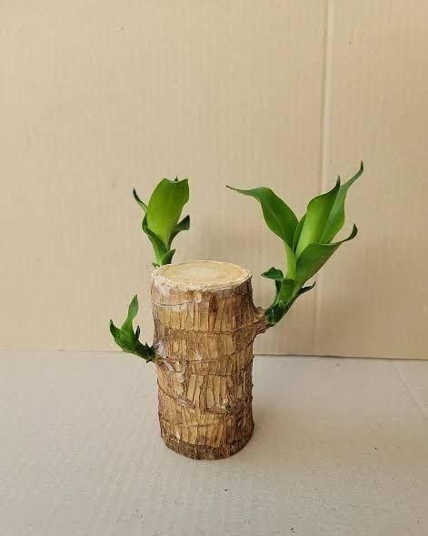 BD Brazilian Lucky Wood, Mini Home Plant Decorations